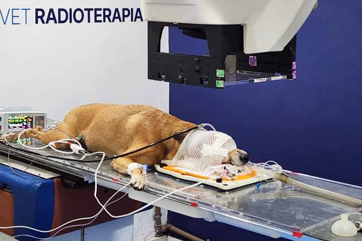 Vet Radioterapia RJ in Rio de Janeiro, Brazil